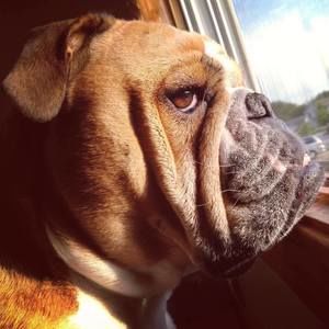 Meet your Posher, Steve